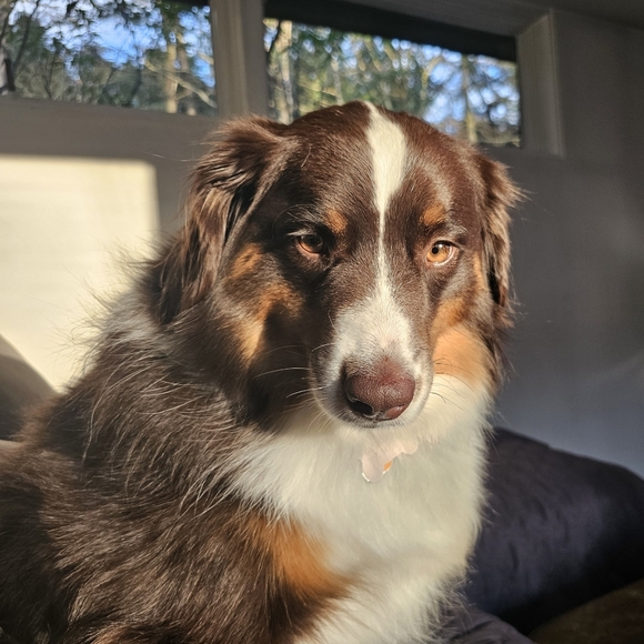 Meet your Posher, Dan - Picture 1 of 1